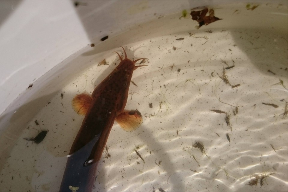 Onvindbare vis “grote modderkruiper” duikt op in Kuringen