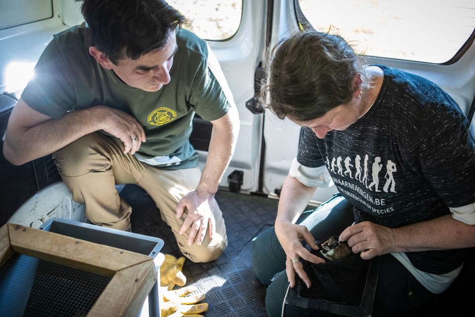 Eikelmuisje Kurinne wordt half jaar gevolgd
