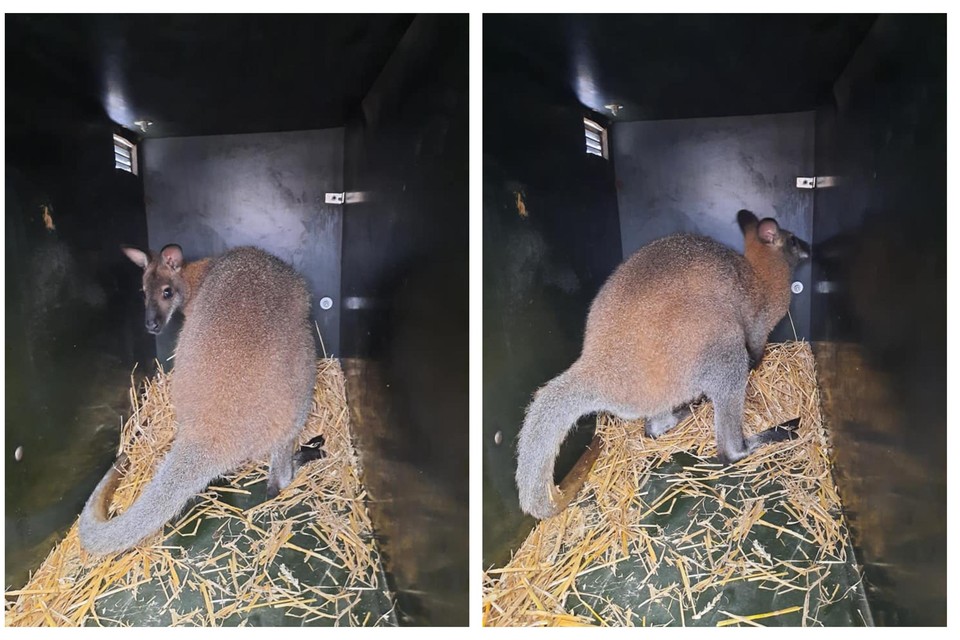 Ontsnapte wallaby na een week gevangen in Kuringen